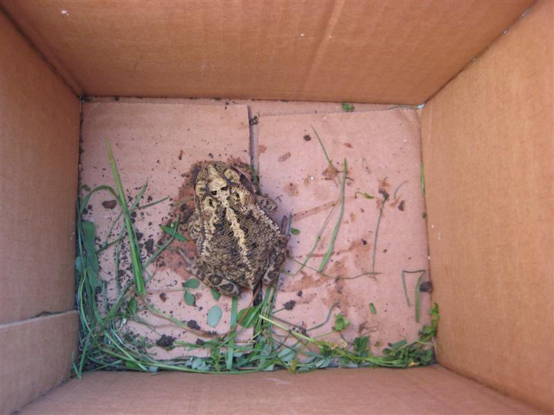 Jess_DaddyAlex&Toadie (2).JPG - Sweet Lollipops, what the $#@^% is that!